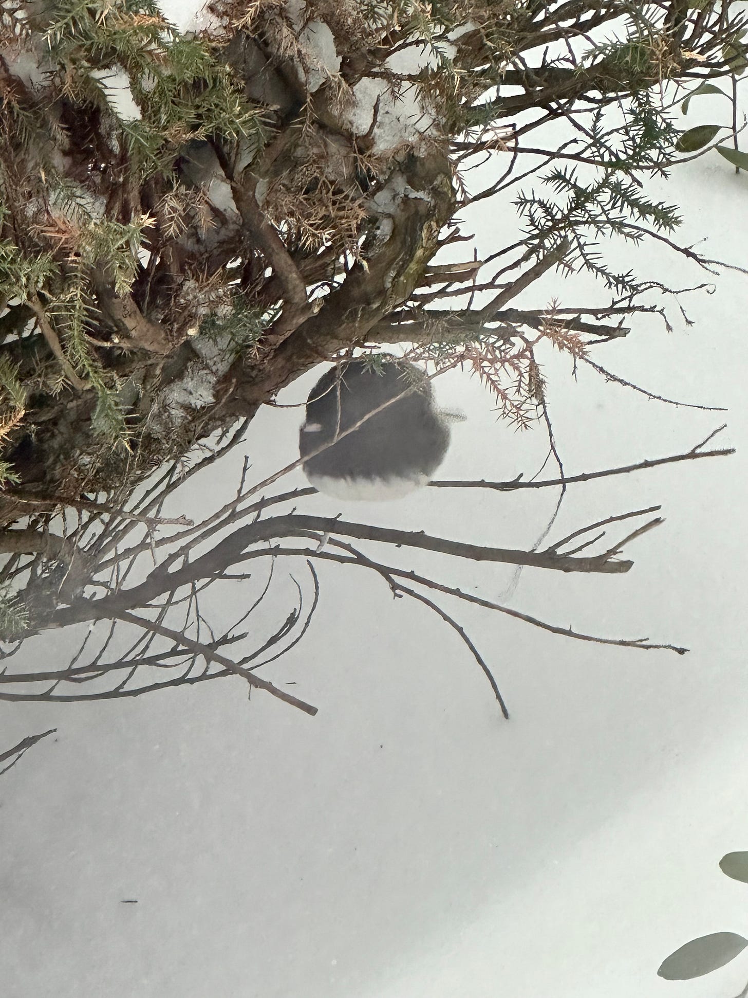 dark gray and white bird sits under a snow laden bush