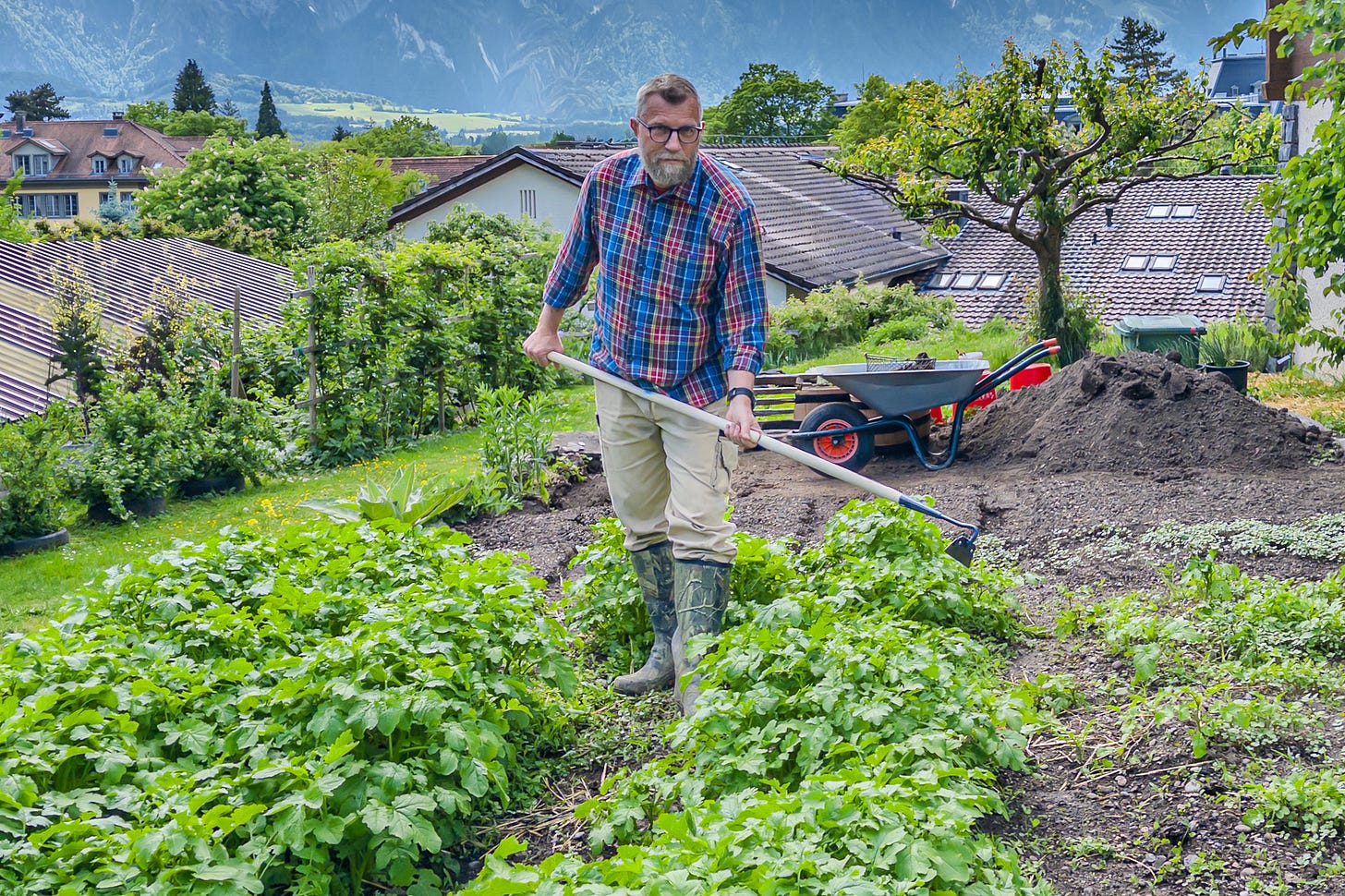 Der Schweizer Agrarjournalist Jürg Vollmer mulcht in seinem Garten mit einer Handhacke dicht gewachsenen Gelbsenf. Er trägt kariertes Hemd, braune Hose und Gummistiefel;. Im Hintergrund sind Schubkarre, frisch bewegte Erde, Obstbäume, Dächer und Berge zu sehen.