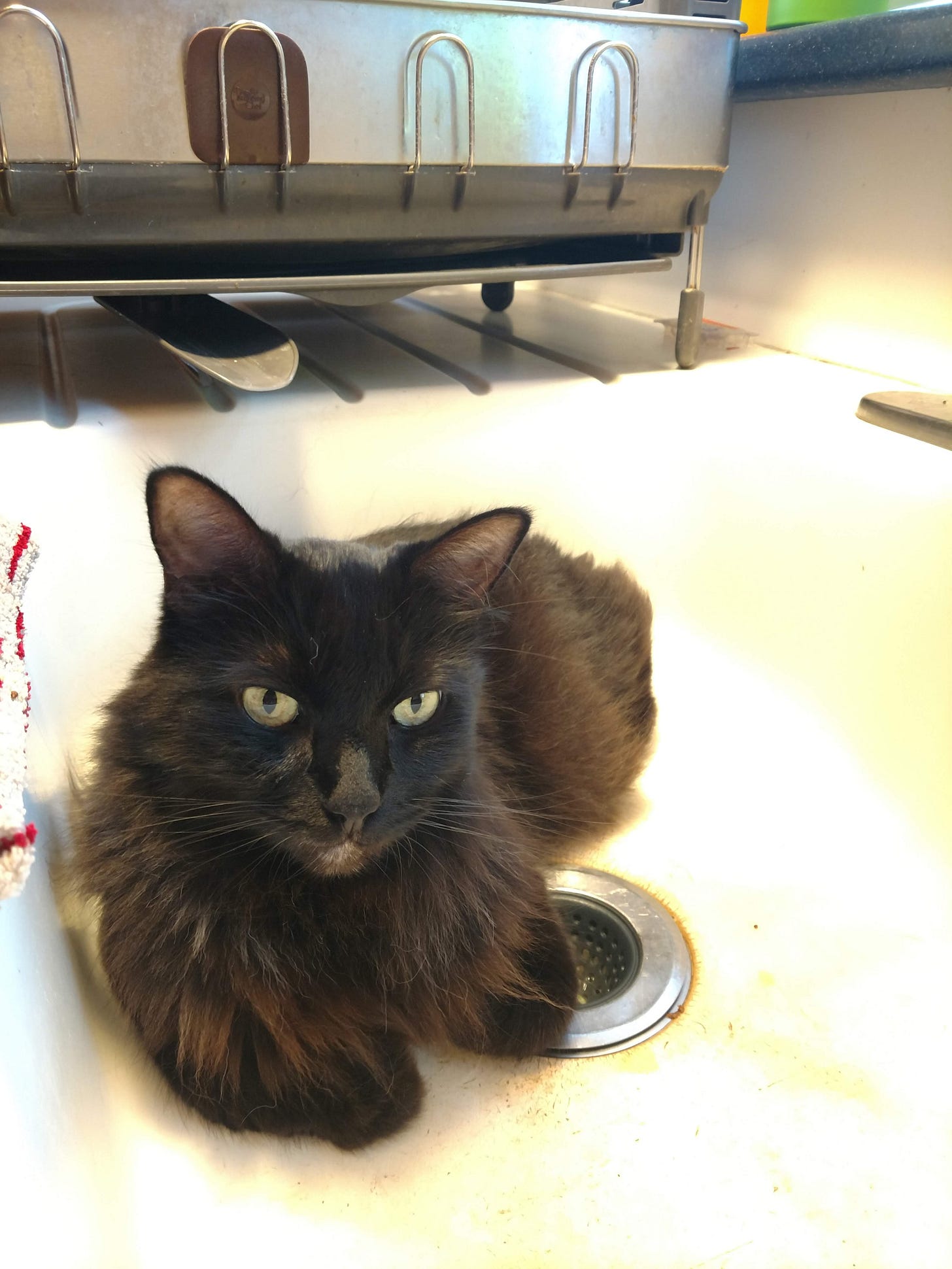 Bixby relaxes in loaf shape in the sink, right over the drain. He looks quite pleased. Bixby relaxes in loaf shape in the sink, right over the drain. He looks quite pleased.