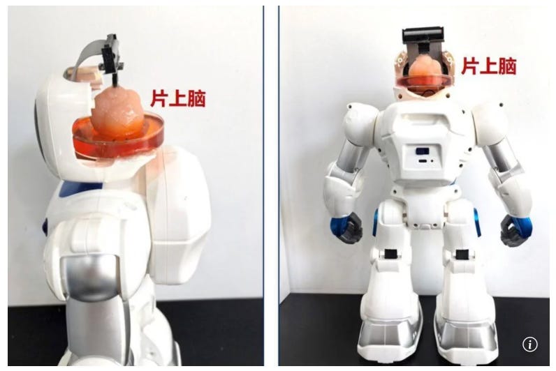 China develops brain-on-chip robots using lab-grown organoids