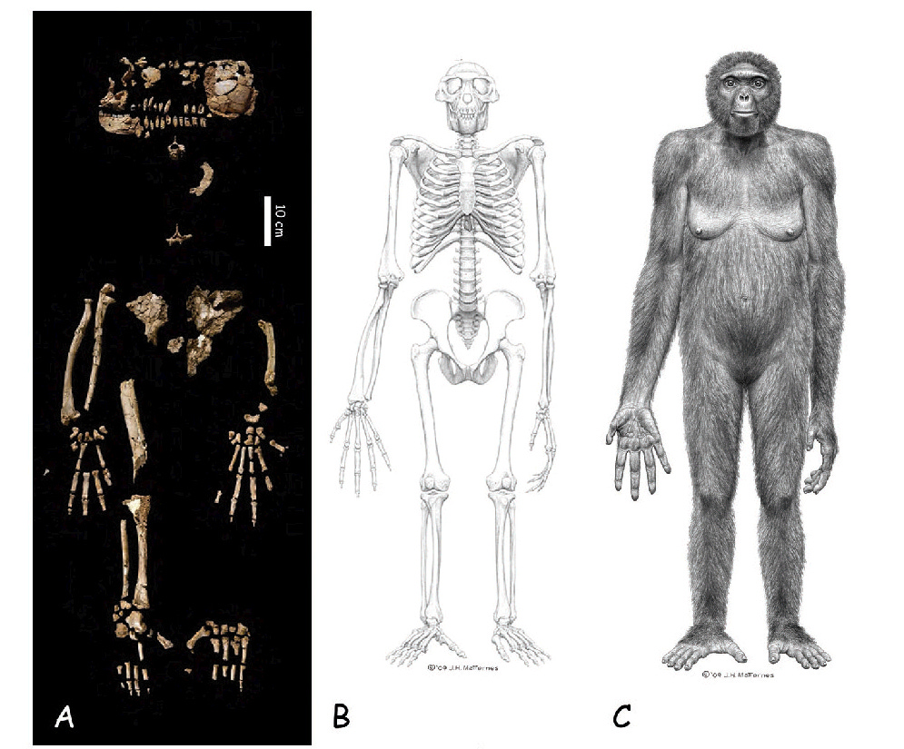 What every human ancestor's favorite modern snack would be