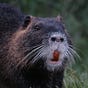 Nutria Hunter's avatar