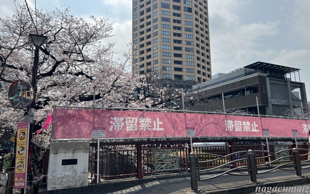 桜を求めて'26＜12＞目黒川 中の橋 ⇔ 中目黒駅（3月30日'26） : 徒然なる all over the World