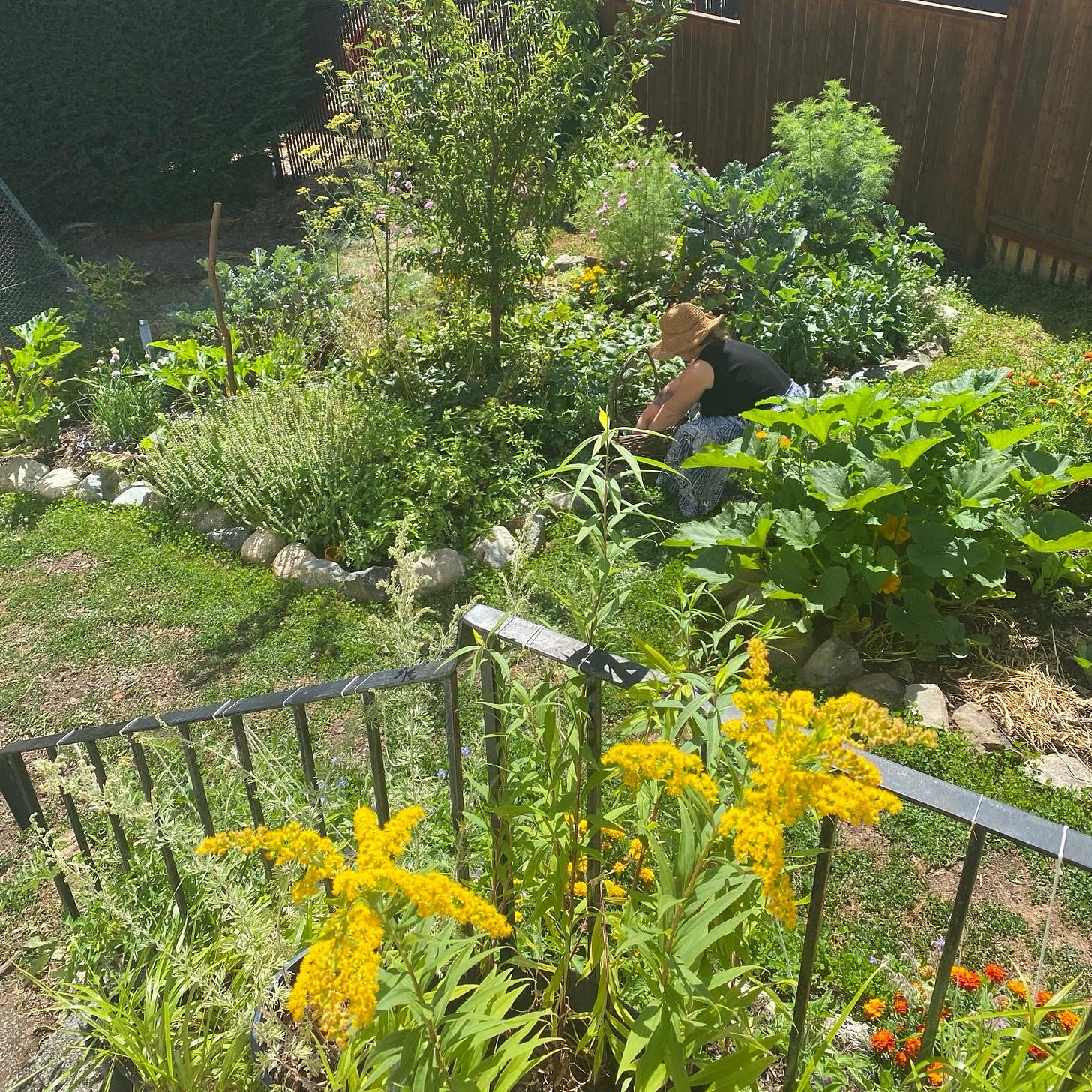 This image is me in my 4-month-old (at the time) Permaculture garden, densely planted with herbal and medicinal plants This image is me in my 4-month-old (at the time) Permaculture garden, densely planted with herbal and medicinal plants