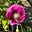 Lynn Sharratt's avatar