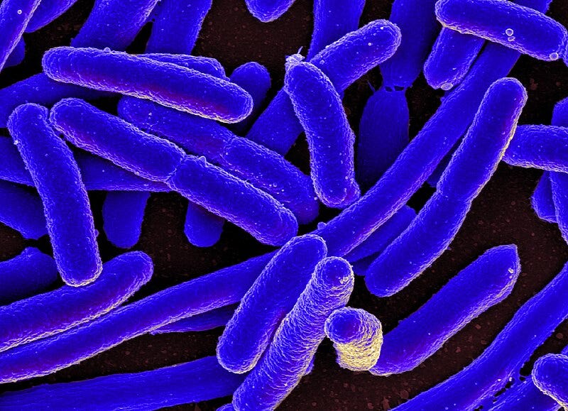 File:E. coli Bacteria (16578744517).jpg