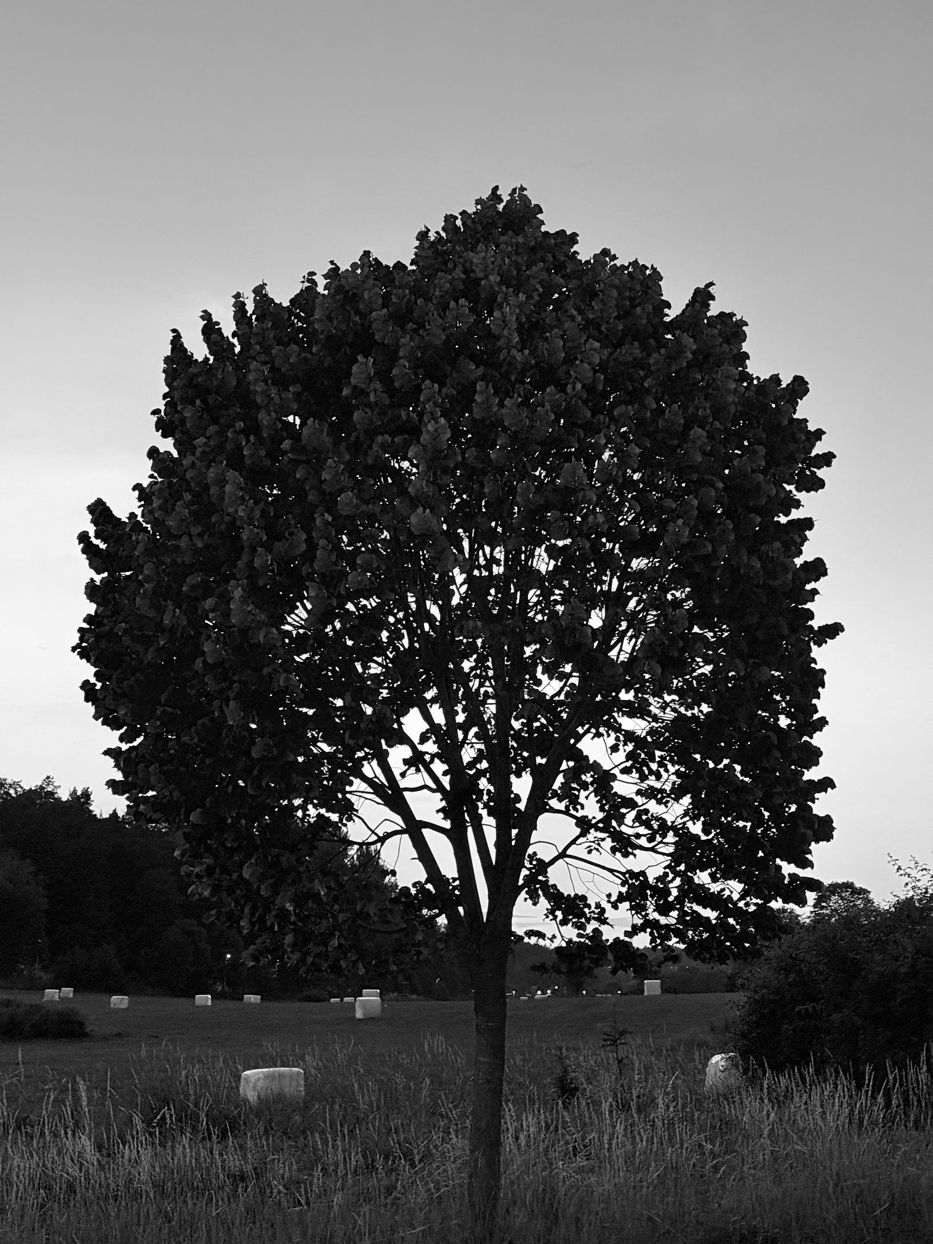 Permission for Obsession