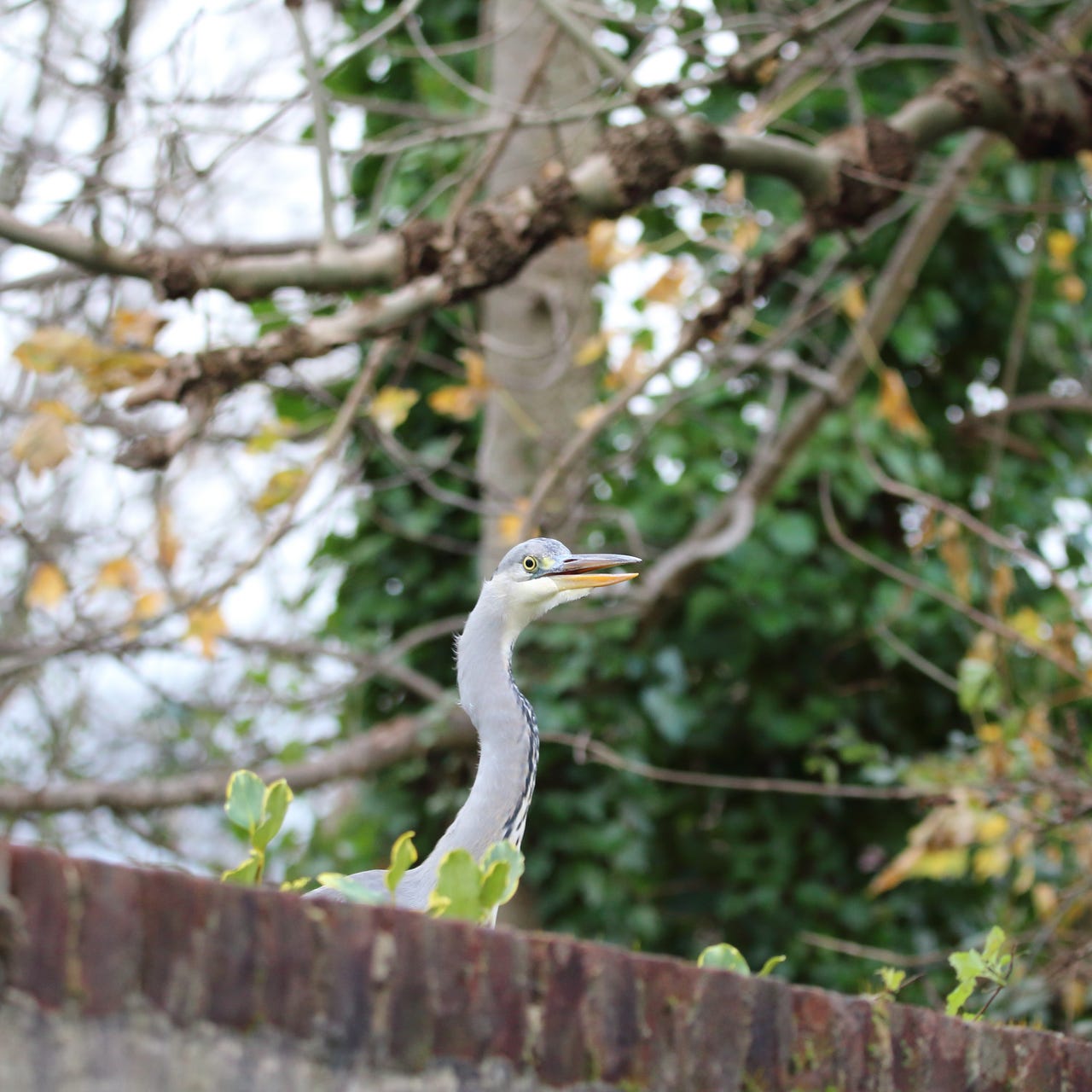 Neurodivergence as Praxis