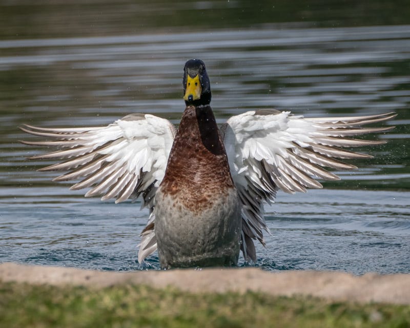 20250228-HillFarm-178-Edit.jpg