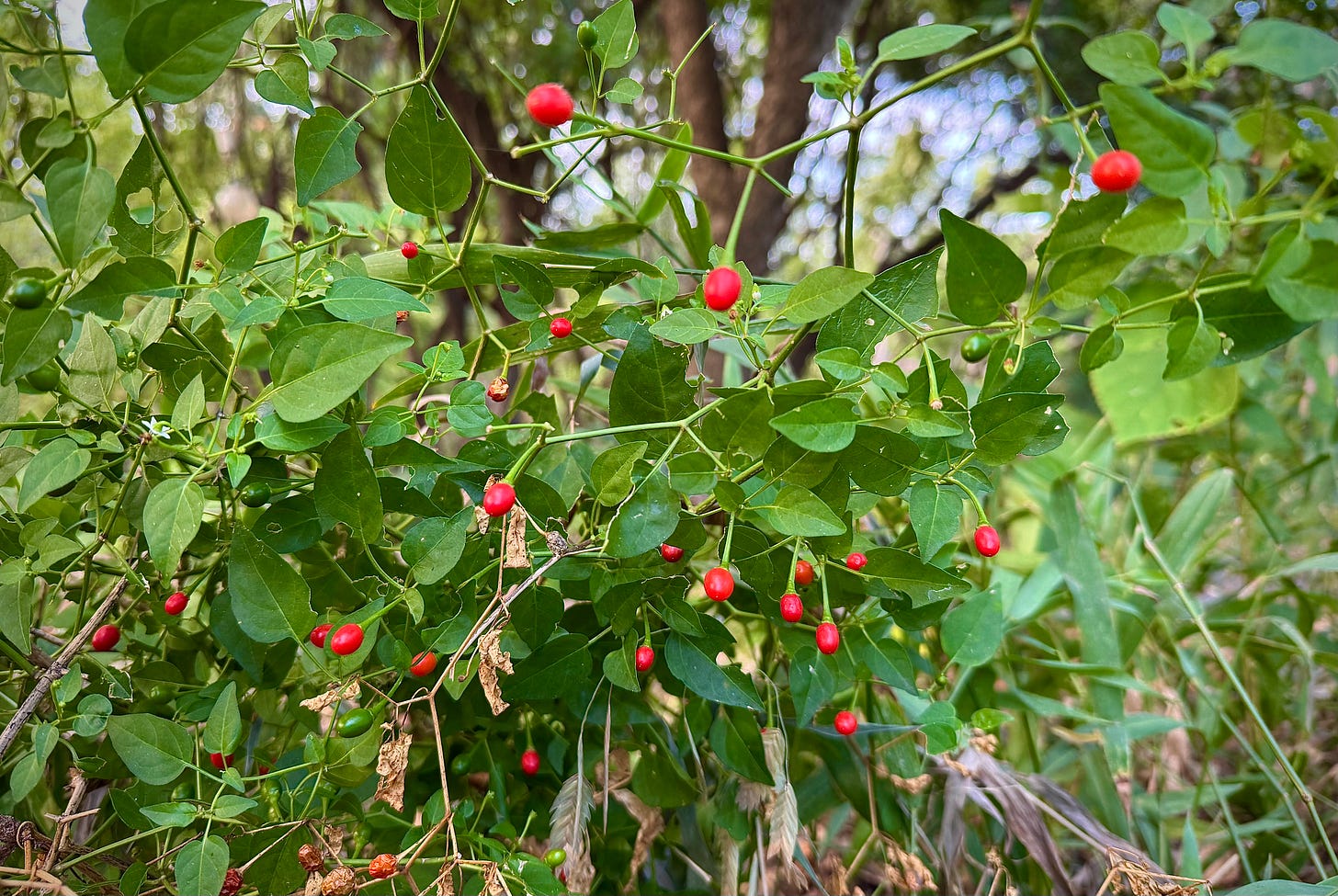 Ripe red chiltepin peppers on the green plant