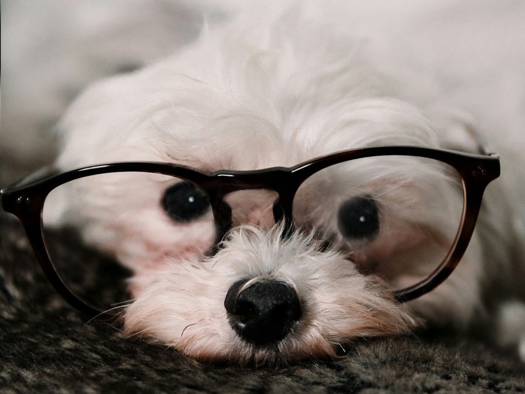 black framed eyeglasses on white fur textile black framed eyeglasses on white fur textile
