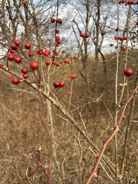 honeysuckle berries do-not-eat honeysuckle berries do-not-eat