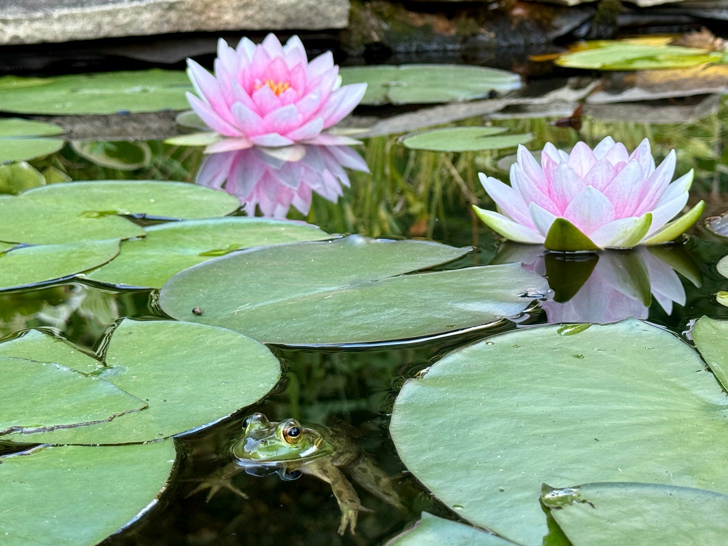 Last of the Water lilies and a curious native Green frog (Lithobates clamitans) 