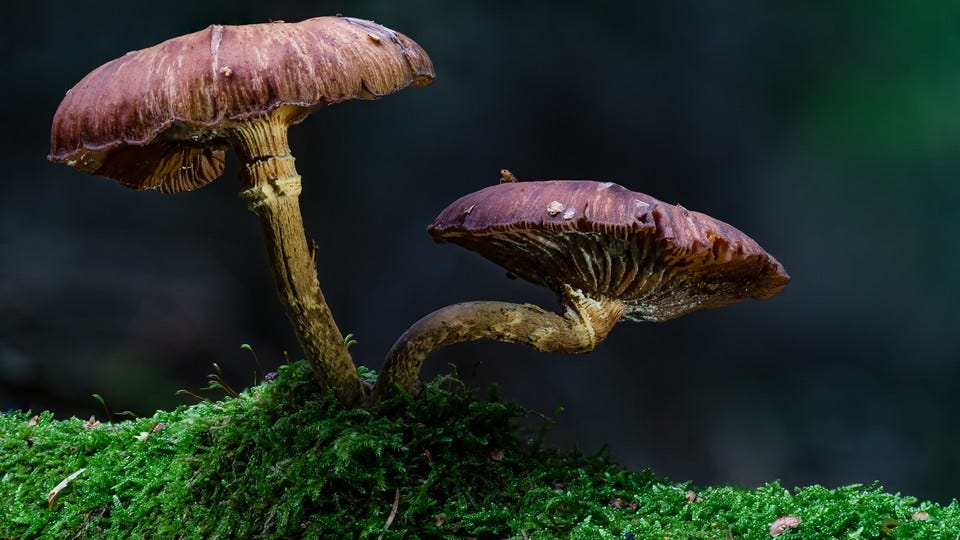 two mushrooms with broad, brown caps and tan stalks grow out of a moss-covered substrate