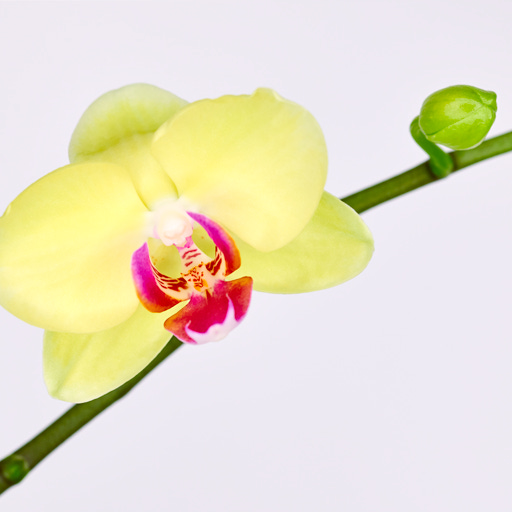 Artwork for Reflections on Liberation with Katia