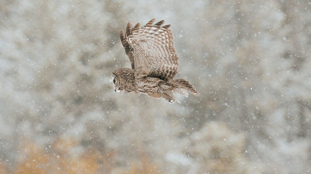 a turtle swimming in the water