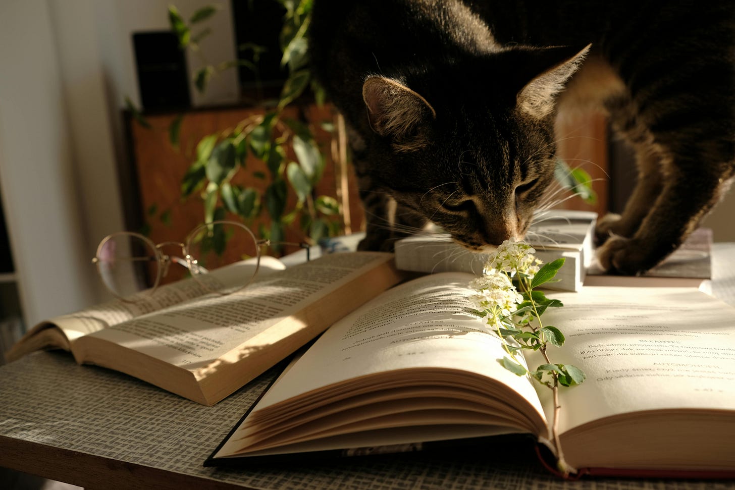 Cat sniffing open book. Photo by Klaudia Rak