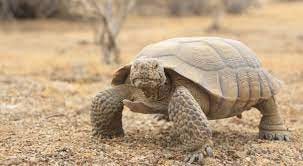 Desert Tortoise Facts | The Nature Conservancy