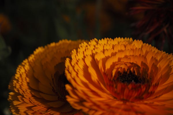 Deutsch | Rewilding Roses | Enna Razal | Substack