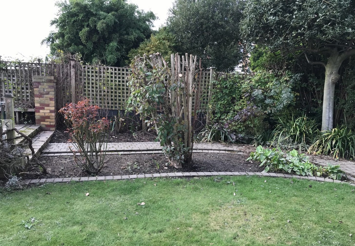 The before  image of a small garden design
