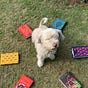 The Bad Review of Books's avatar