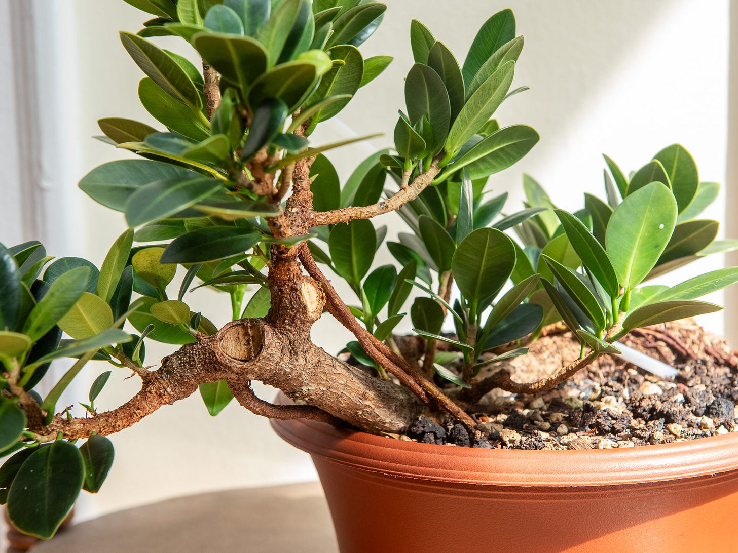 ID: ficus microcarpa raft bonsai