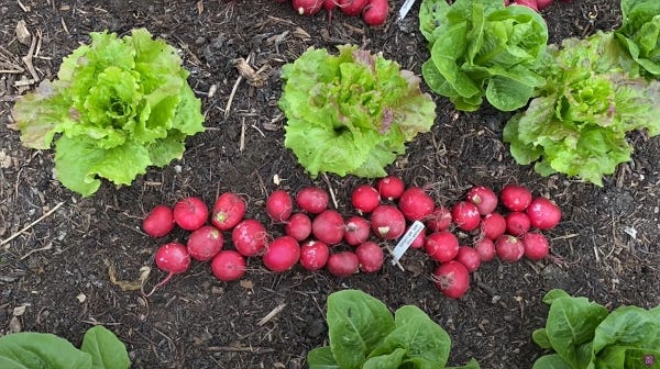 Tray from Yorkshire’s compost