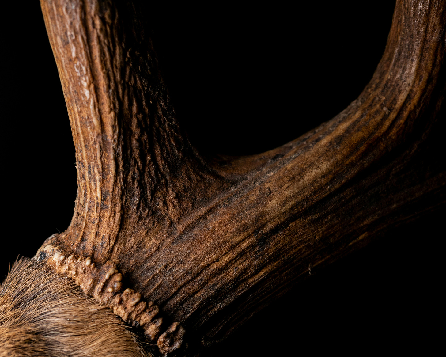 Deer antlers