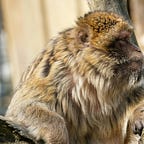 Primatology.net