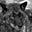 LoneLobo's avatar