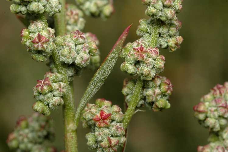Chenopodium album [seed head - ATLAS - M. Fagg, 2012].jpeg