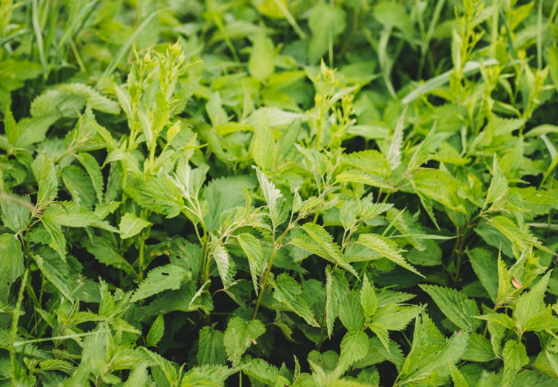 Stinging Nettle History Stinging Nettle History