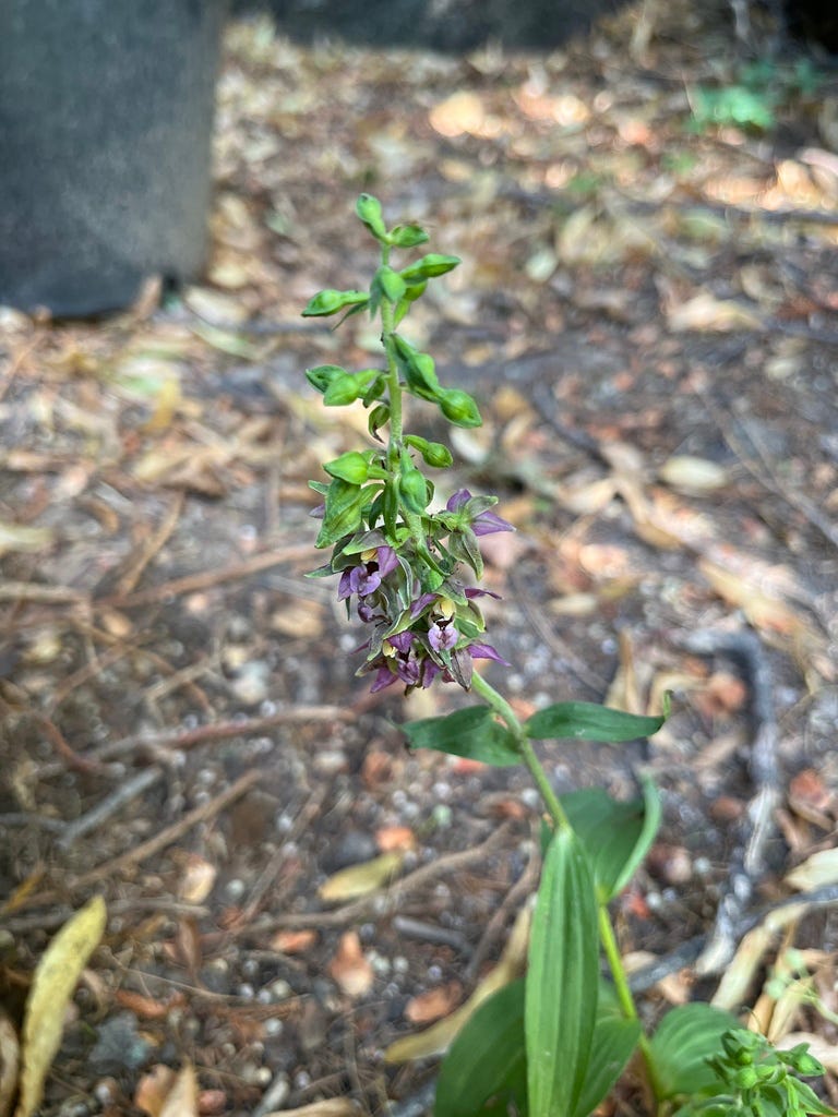 Broad-leaved Helleborine Broad-leaved Helleborine