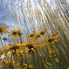 PART I The Writer's Path: How to plan, be creative and find flow