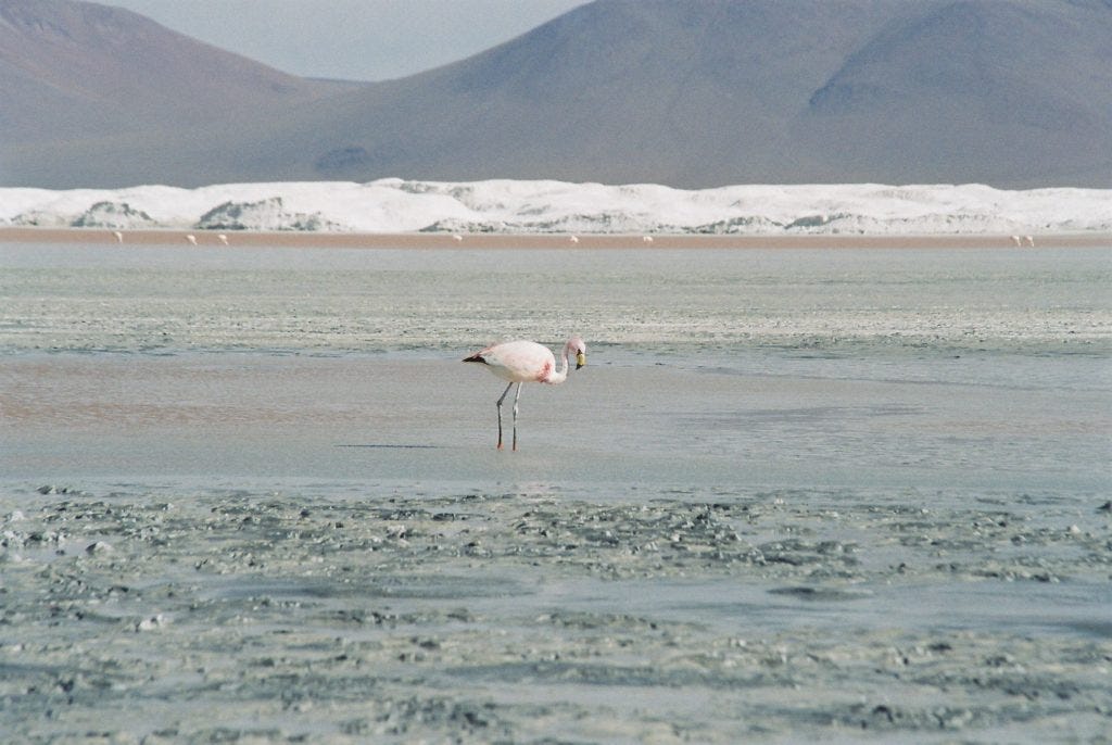 Bolivien, Atacama, Wüste, Flamingo