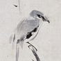belshikun's avatar