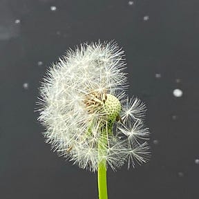 following dandelion seeds