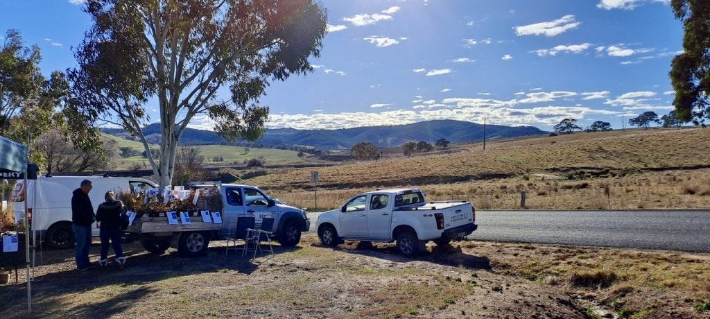 seedlings at tarana farmers market seedlings at tarana farmers market