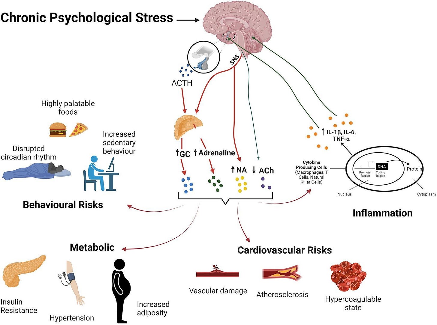 A figure showing the downstream effects of psychological stress, including behavioral and cardiovascular risks, inflammation, and metabolic problems. A figure showing the downstream effects of psychological stress, including behavioral and cardiovascular risks, inflammation, and metabolic problems.