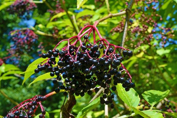 elder-1595360_1920_full_width.jpg elder-1595360_1920_full_width.jpg