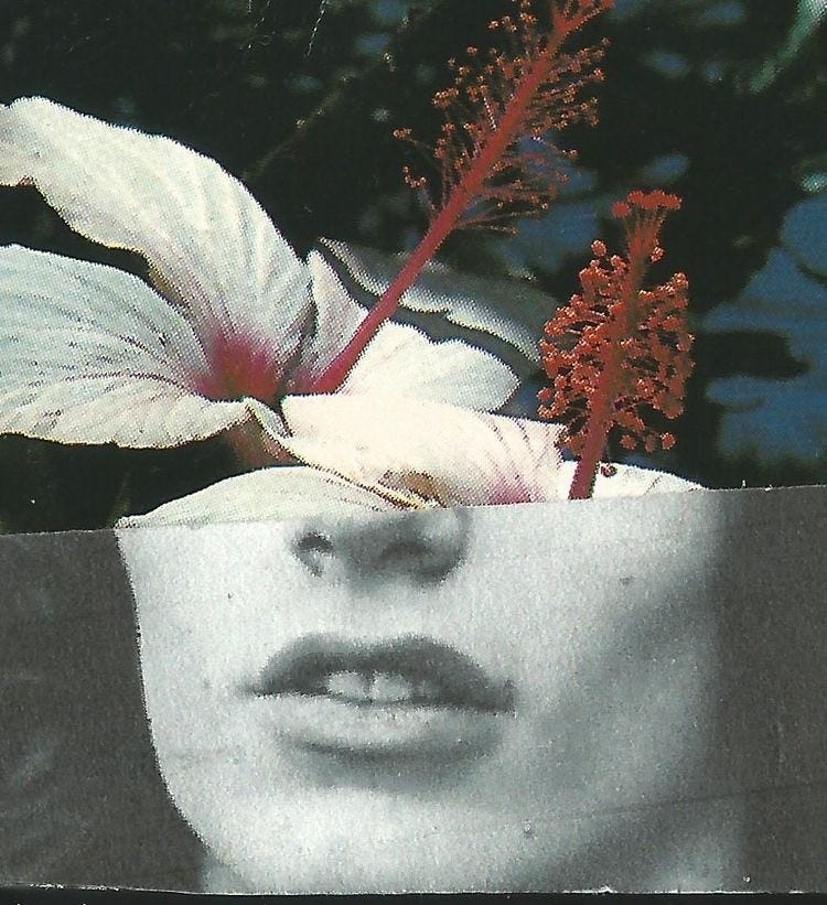 An image added by emmasoefker on Sep 02, 2024. May present: chinese hibiscus, collage.