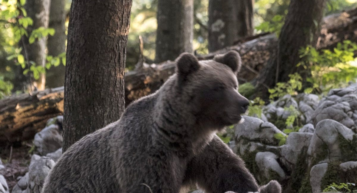 Real Rewilding is Passive Rewilding