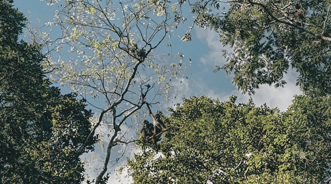 Monkeys Monkeys