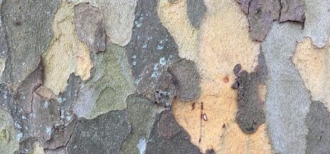 page4image2416287904