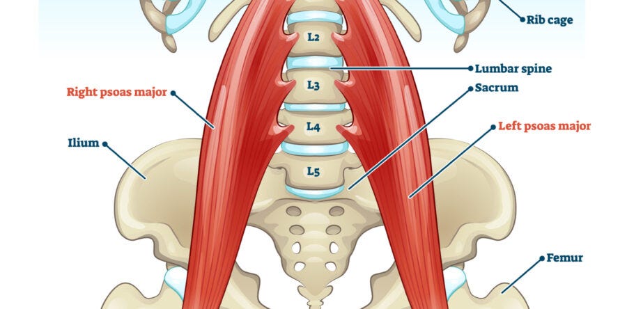 A beige closeup of a spine and hip witht eh psoas highlighted in red