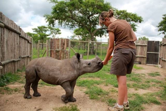 baby rhino feed
