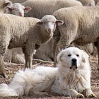 A Thousand Dumb Dogs