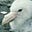 Petrel's avatar