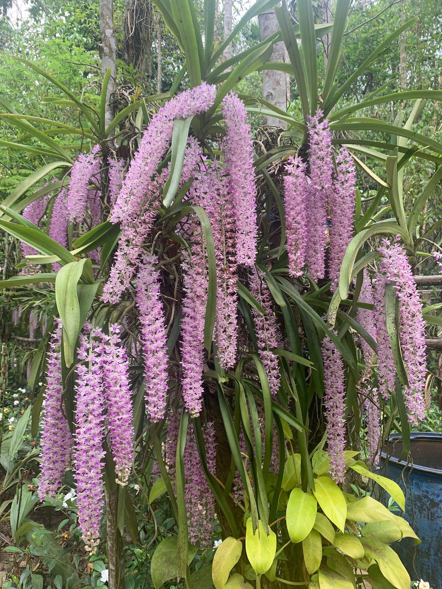 Kopou - the foxtail orchid