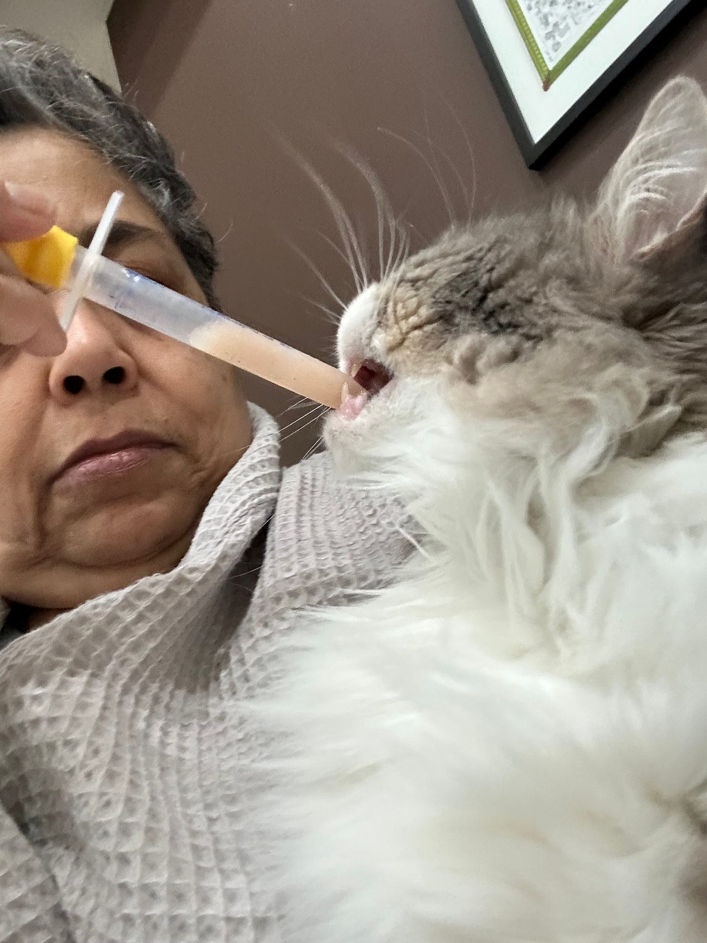gray and white cat sipping medication from a dropper